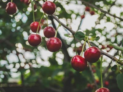 Россия может потерять 40% фруктов из-за заморозков: под ударом абрикосы, персики, черешня Россия может потерять 40% фруктов из-за заморозков: под ударом абрикосы, персики, черешня