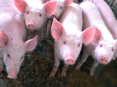 Цены выросли по-свински: килограмм живого поросенка подорожал на 15% Цены выросли по-свински: килограмм живого поросенка подорожал на 15%