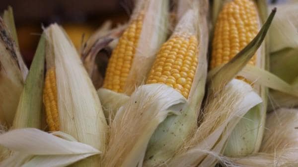 США возобновили экспорт кукурузы в РФ США возобновили экспорт кукурузы в РФ