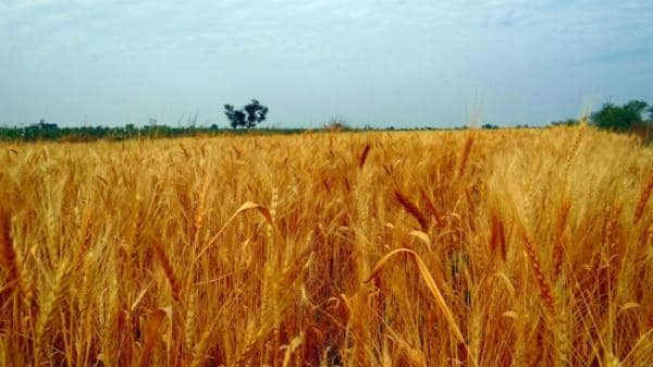 Поставки российской пшеницы в Китай упали в 19 раз в I полугодии Поставки российской пшеницы в Китай упали в 19 раз в I полугодии