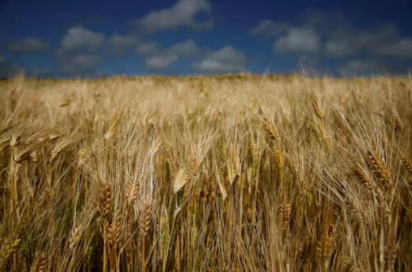 Европейские фермеры столкнулись с ростом затрат из-за введения ЕС пошлин на импорт российских удобрений Европейские фермеры столкнулись с ростом затрат из-за введения ЕС пошлин на импорт российских удобрений